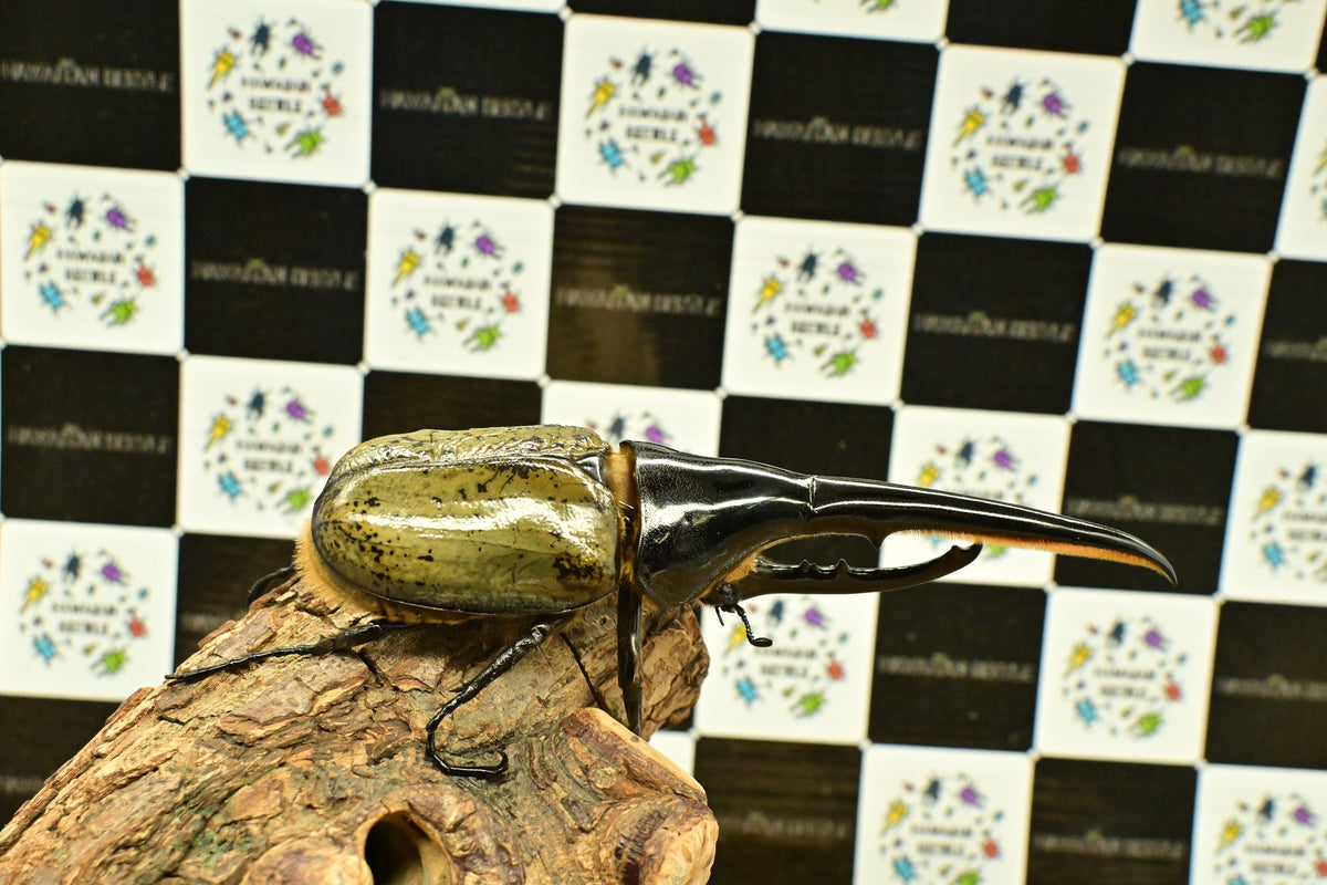 ヘラクレスオオカブト ヘラクレスオオカブト_ヘラクレス ヘラクレス – HAWAIIAN BEETLE