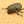 ヘラクレス ヘラクレス ♀ WF3 72mmの画像を読み込む