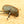 ヘラクレス ヘラクレス ♀ WF3 72mmの画像を読み込む