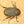 ヘラクレス ヘラクレス ♀ WF3 72mmの画像を読み込む
