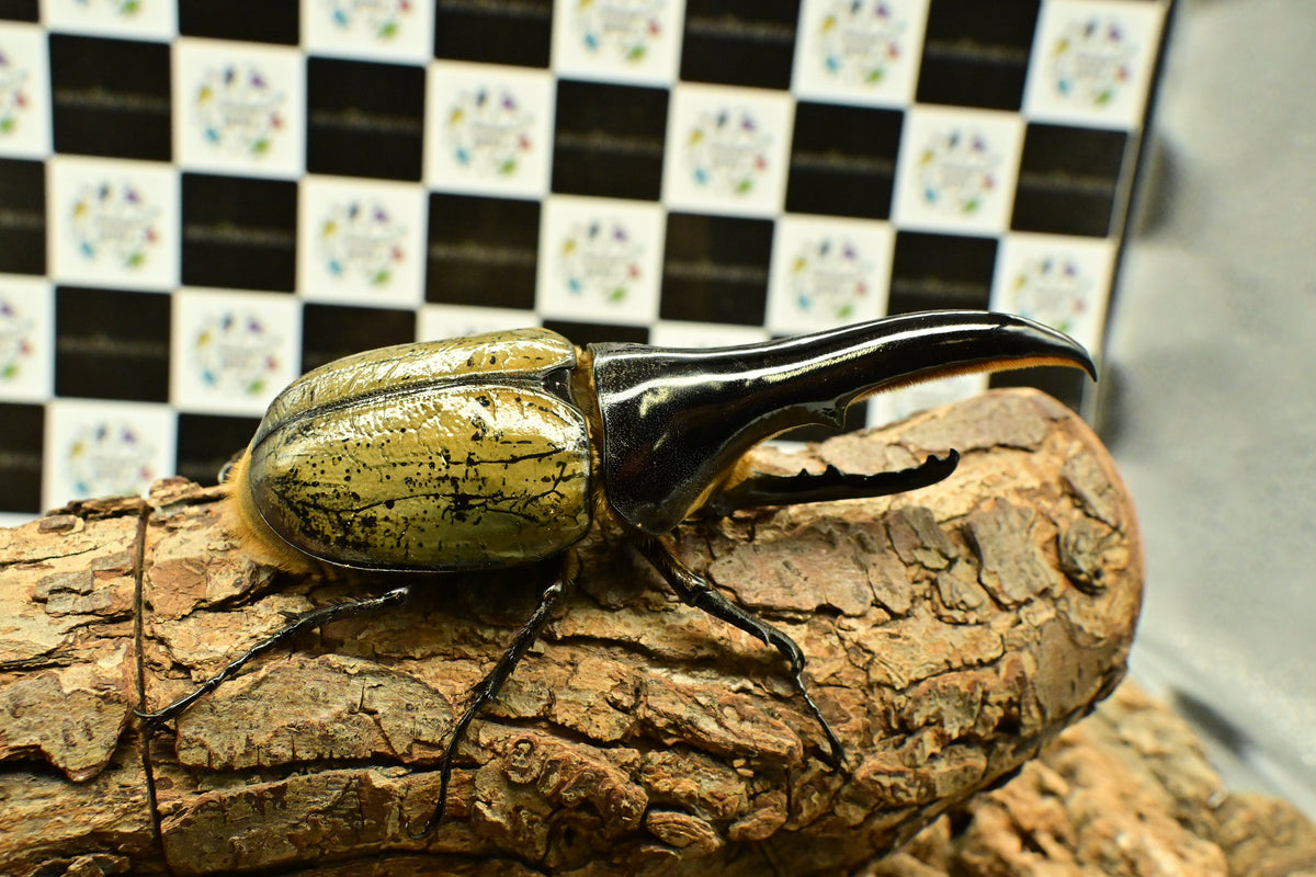 DHヘラクレスオオカブト　 新成虫　 極太極短系統　 ♀単品　　　　　　③ DHヘラクレスオオカブト 新成虫 極太極短系統 ♂単品 ⑥