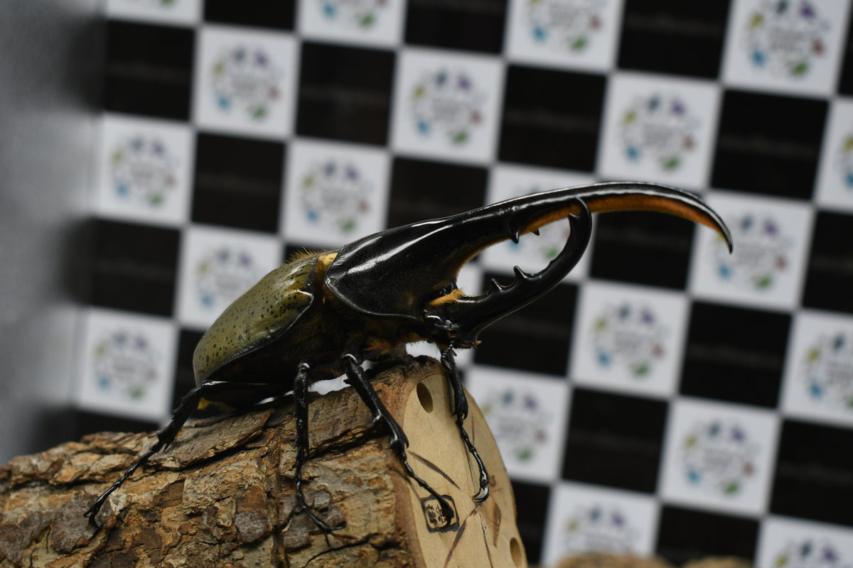【2025年】エレガントファッションを上品に着 ヘラクレス ヘラクレスオオカブト_ヘラクレス – BEETLE HAWAIIAN その他