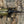 ヘラクレス ヘラクレス WF2 ♂140mm~144mmの画像を読み込む