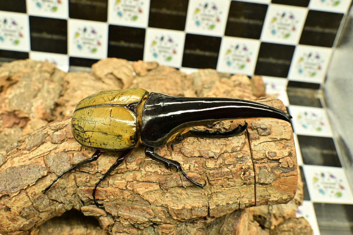 ヘラクレスオオカブト_ヘラクレス ヘラクレス 極太極短系統 – HAWAIIAN