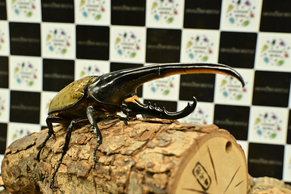 ヘラクレスオオカブト_ヘラクレス ヘラクレス – HAWAIIAN BEETLE