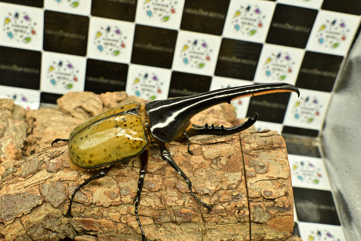 ヘラクレスオオカブト_ヘラクレス ヘラクレス– HAWAIIAN BEETLE