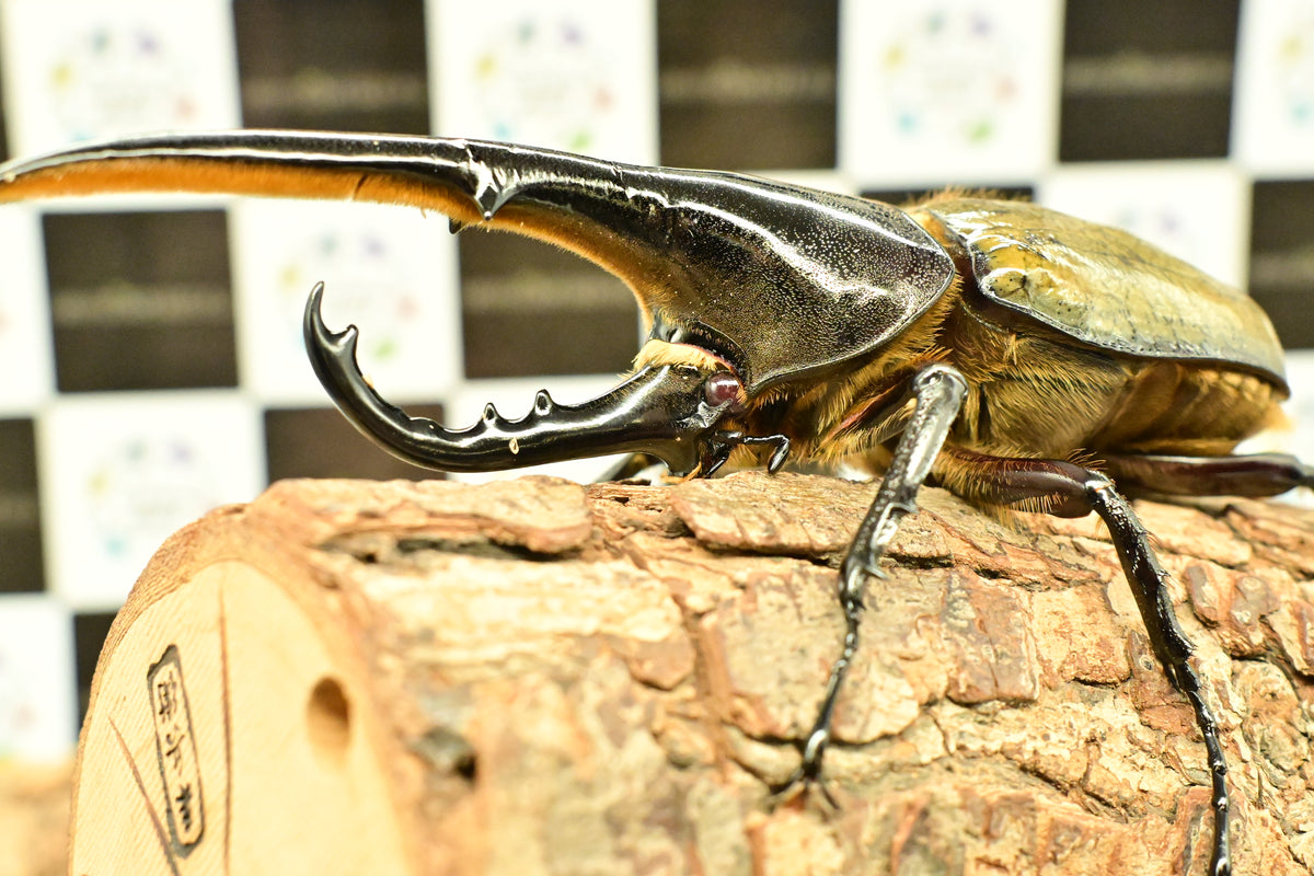 光を曲げるヘラクレス ヘラクレスオオカブト_ヘラクレス ヘラクレス – HAWAIIAN BEETLE