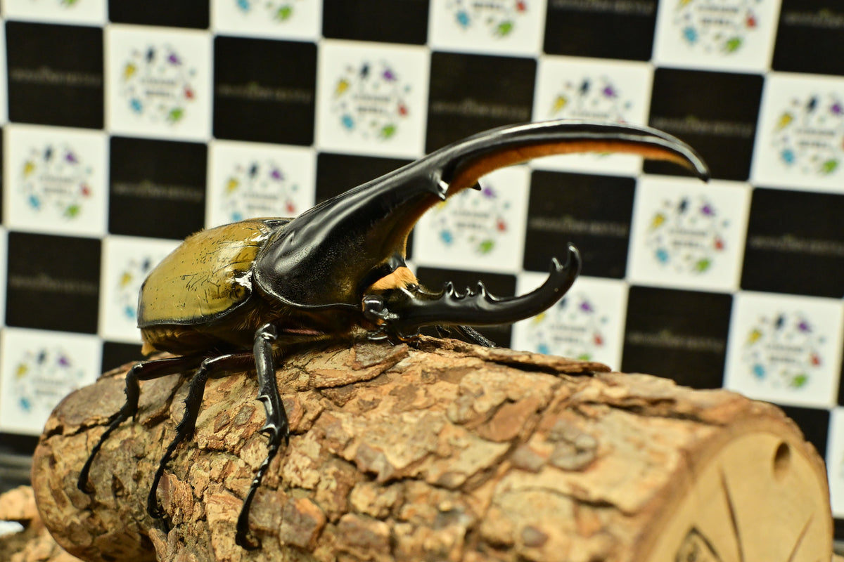 ヘラクレスオオカブト_ヘラクレス ヘラクレス – HAWAIIAN BEETLE