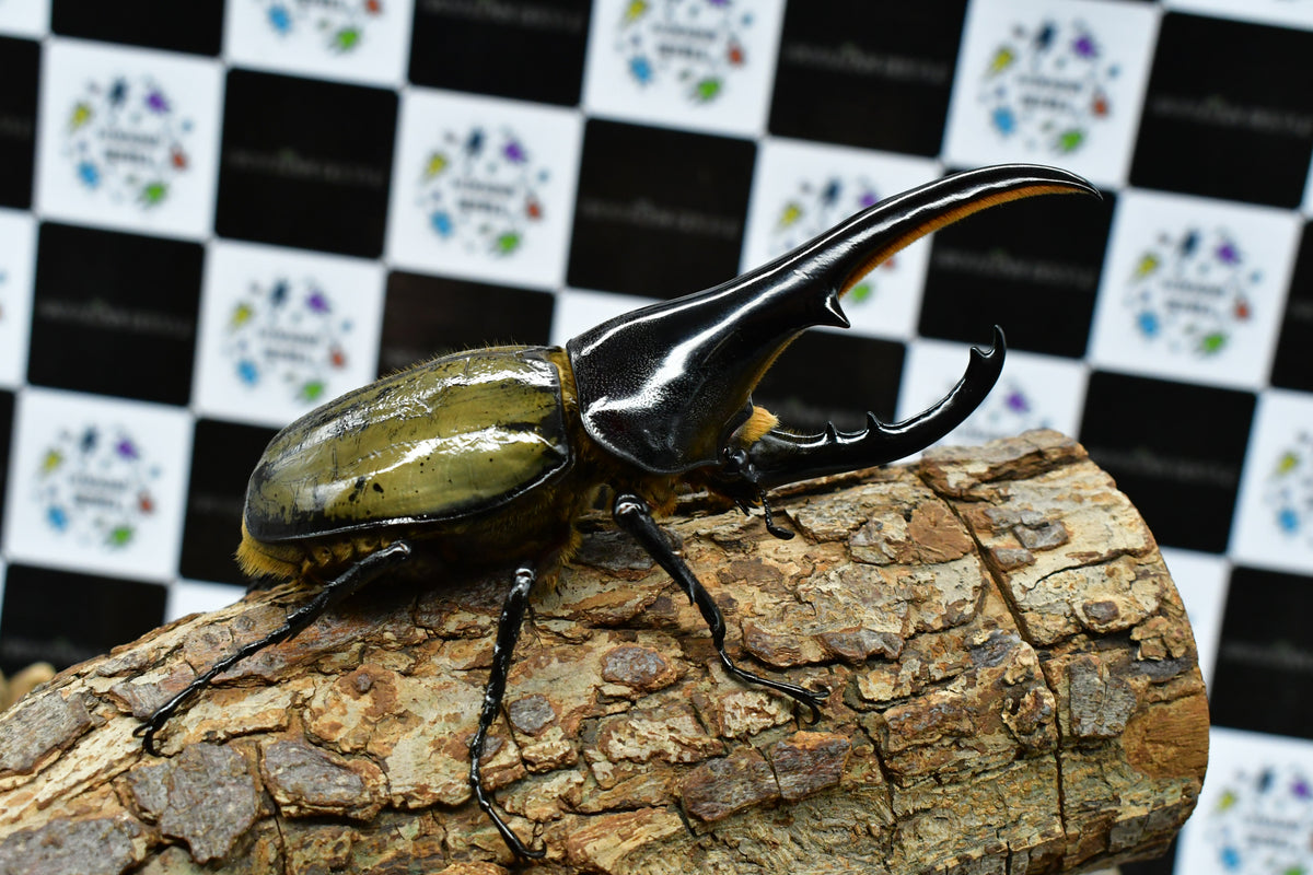 ヘラクレスオオカブト_ヘラクレス ヘラクレス 極太極短系統