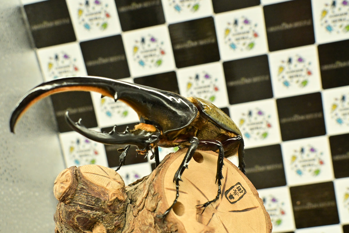 ヘラクレスオオカブト_ヘラクレス ヘラクレス – HAWAIIAN BEETLE