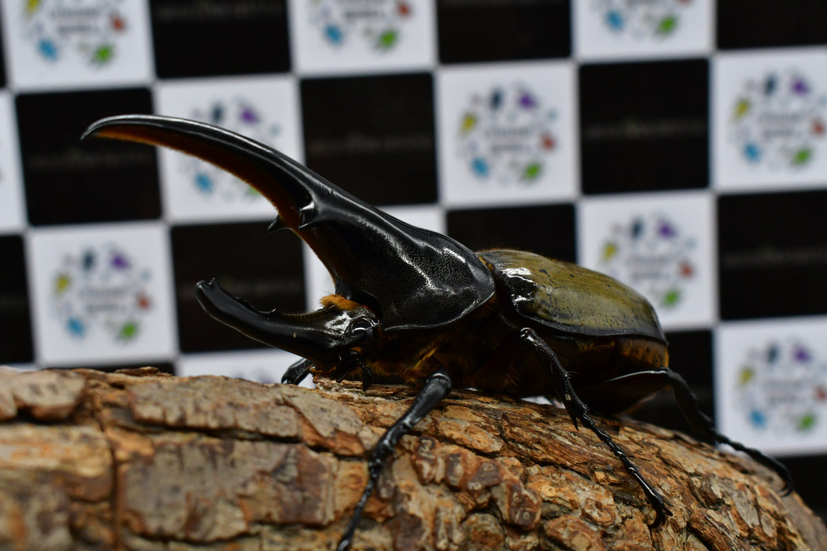 ヘラクレスオオカブト大型使用済み