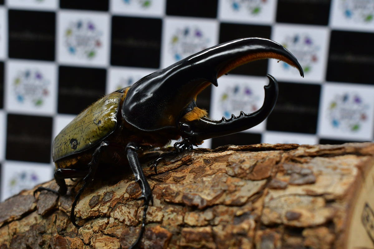 ヘラクレスオオカブト_ヘラクレス ヘラクレス 極太極短系統 – HAWAIIAN BEETLE