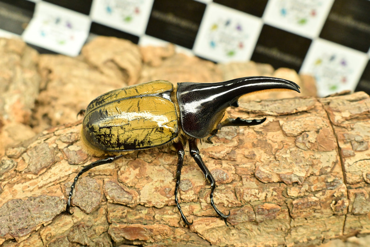 ヘラクレス ヘラクレスオオカブト_ヘラクレス ヘラクレス 極太極短系統 – HAWAIIAN