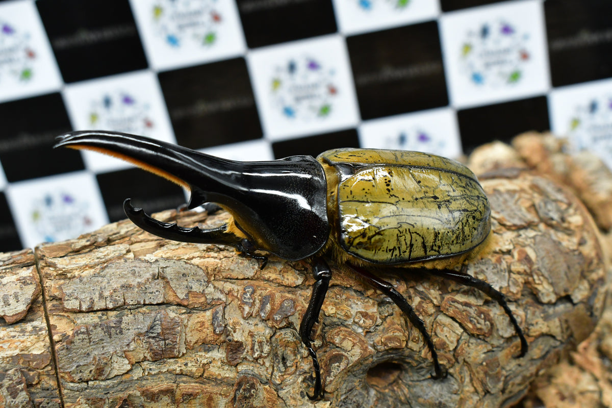 ヘラクレスオオカブト_ヘラクレス ヘラクレス 極太極短系統 – HAWAIIAN