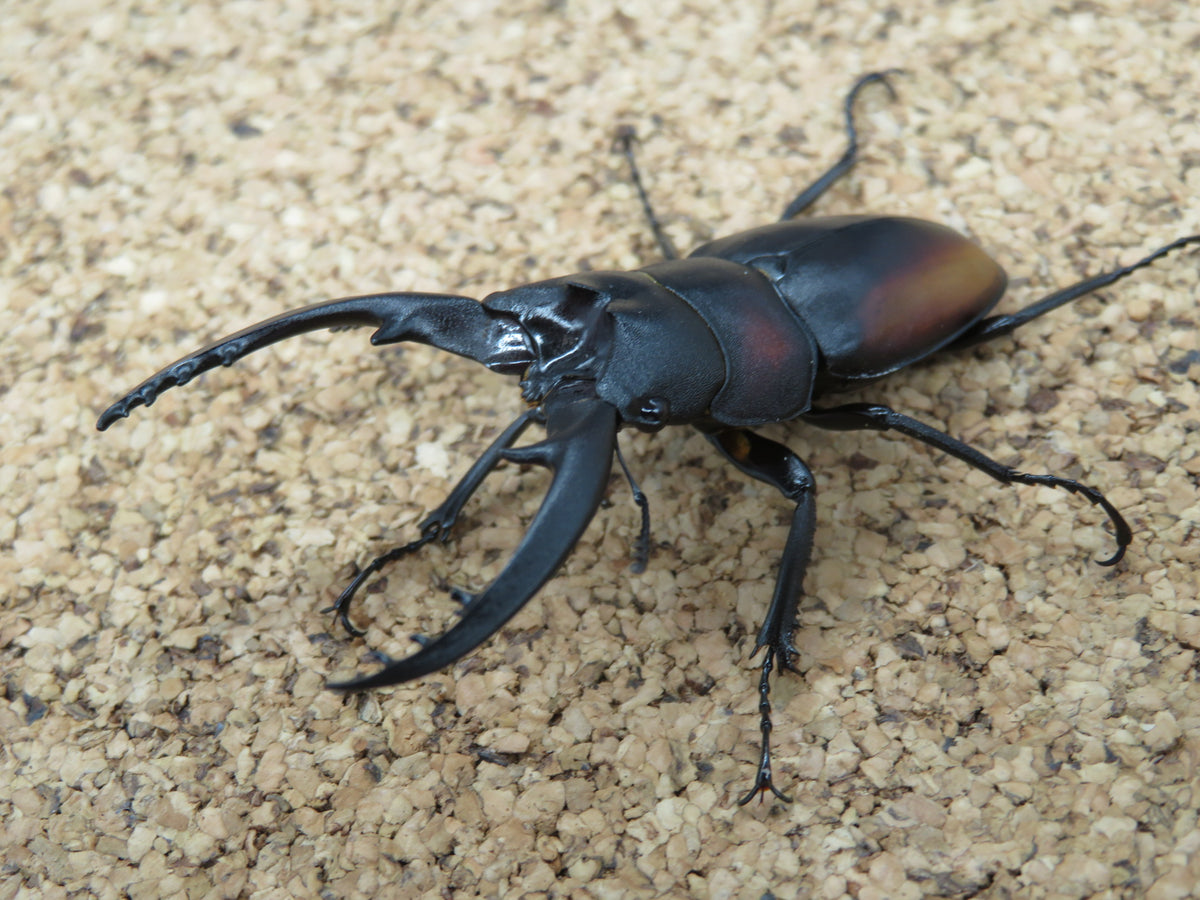 レニノコギリクワガタ ペア – HAWAIIAN BEETLE