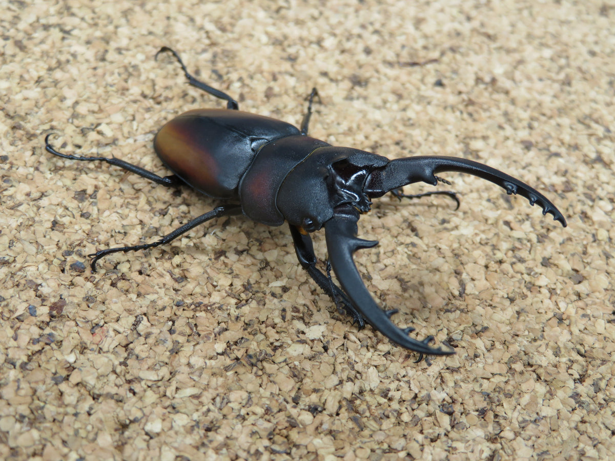 レニノコギリクワガタ ペア – HAWAIIAN BEETLE