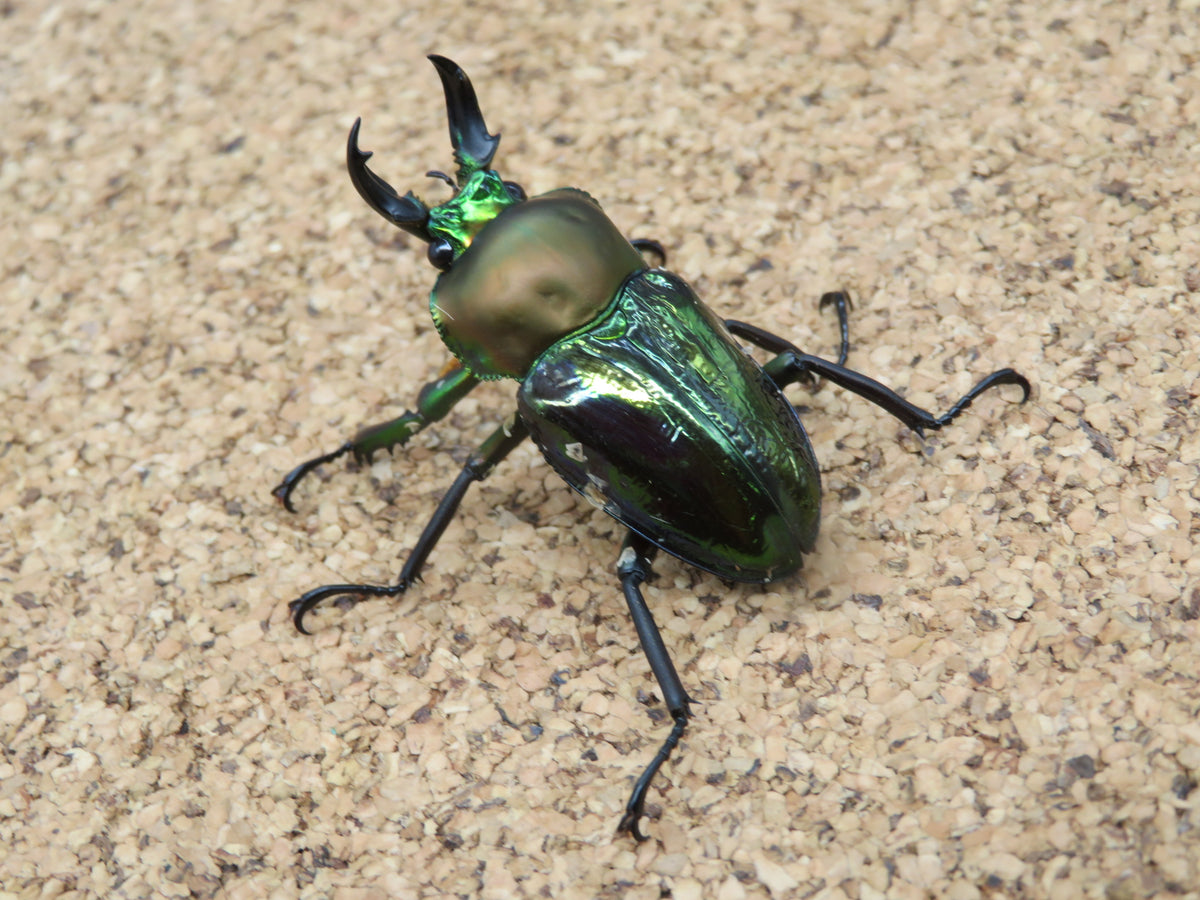 ニジイロクワガタ　66mmオーバー 5621deba8a18b839c7a4321764bb05