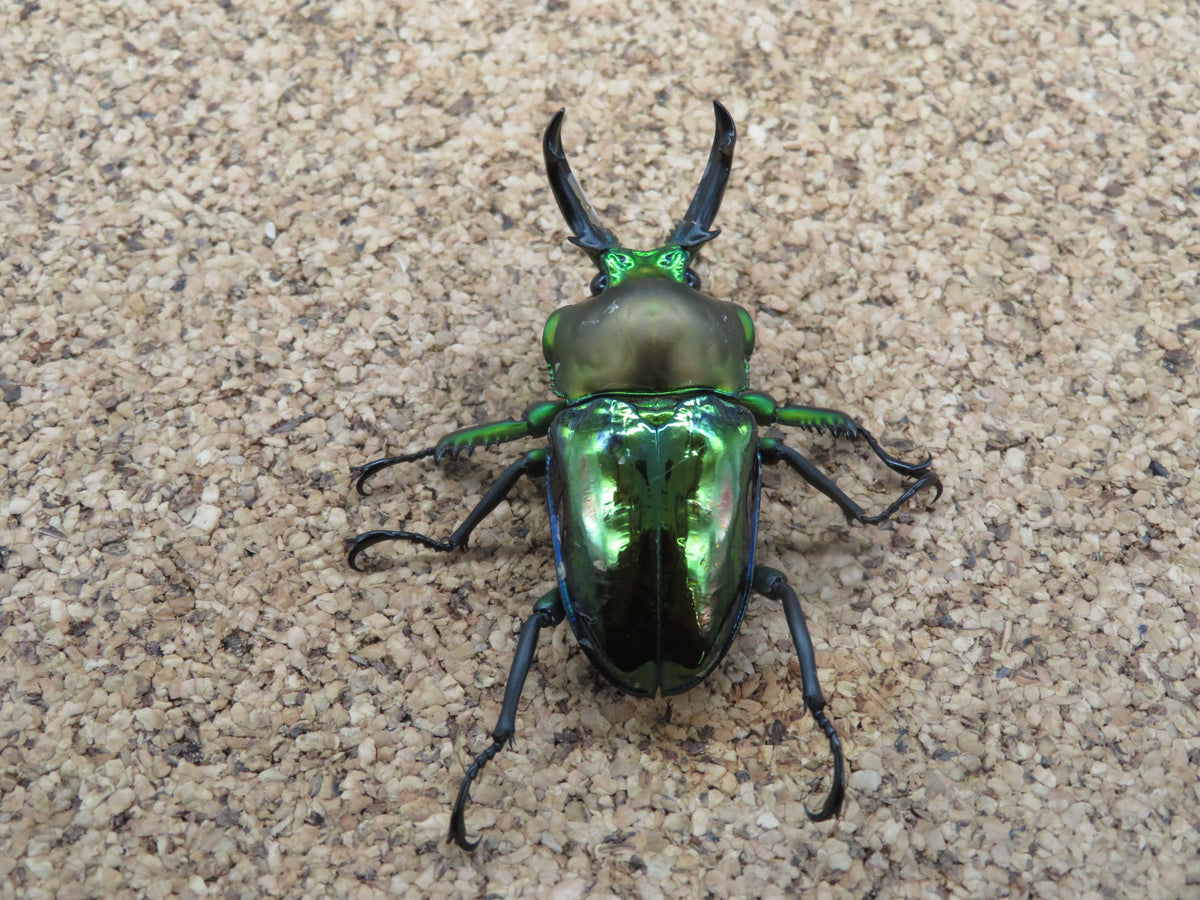 ニジイロクワガタ 青紋タイプ ♂49mm – HAWAIIAN BEETLE