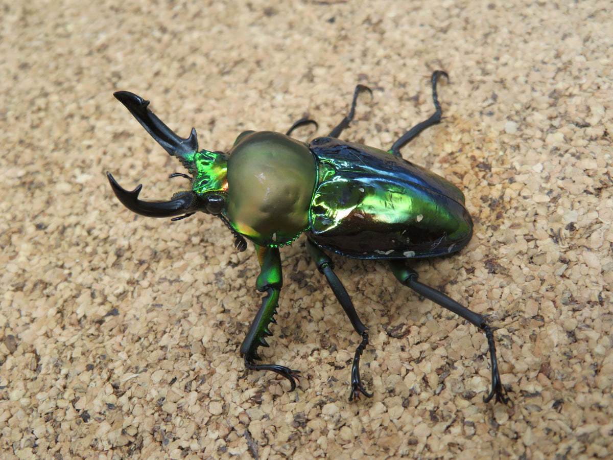 ニジイロクワガタ(青) レインボーレア 美しい4色のニジイロクワガタ /彩虹鍬形蟲 ( Phalacrognathus