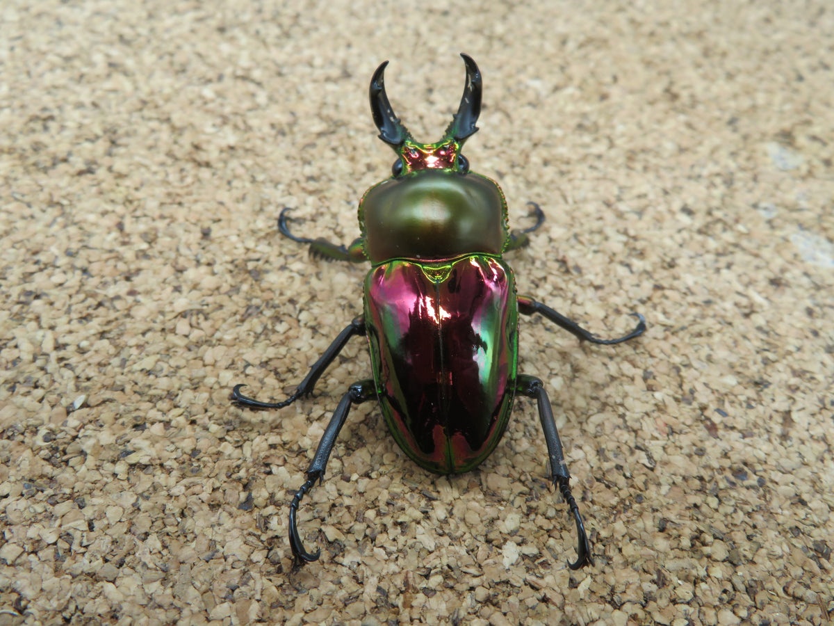 ニジイロクワガタ ノーマルレッド系 ♂44.5mm – HAWAIIAN BEETLE