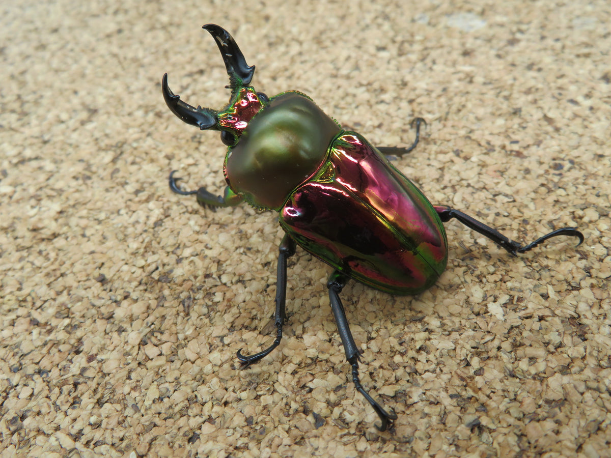 ニジイロクワガタ ノーマルレッド系 ♂44.5mm – HAWAIIAN BEETLE
