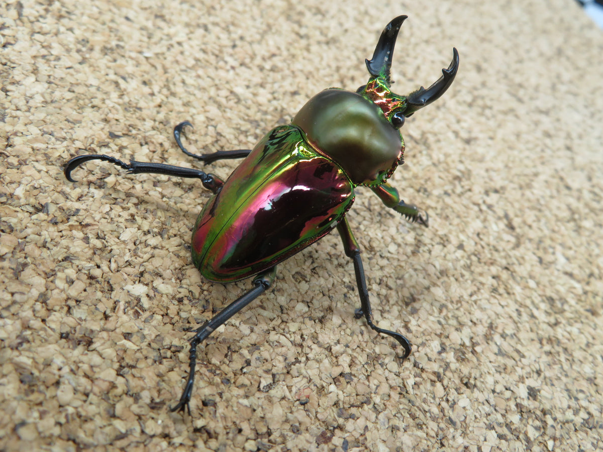 ニジイロクワガタ ノーマルレッド系 ♂44.5mm – HAWAIIAN BEETLE
