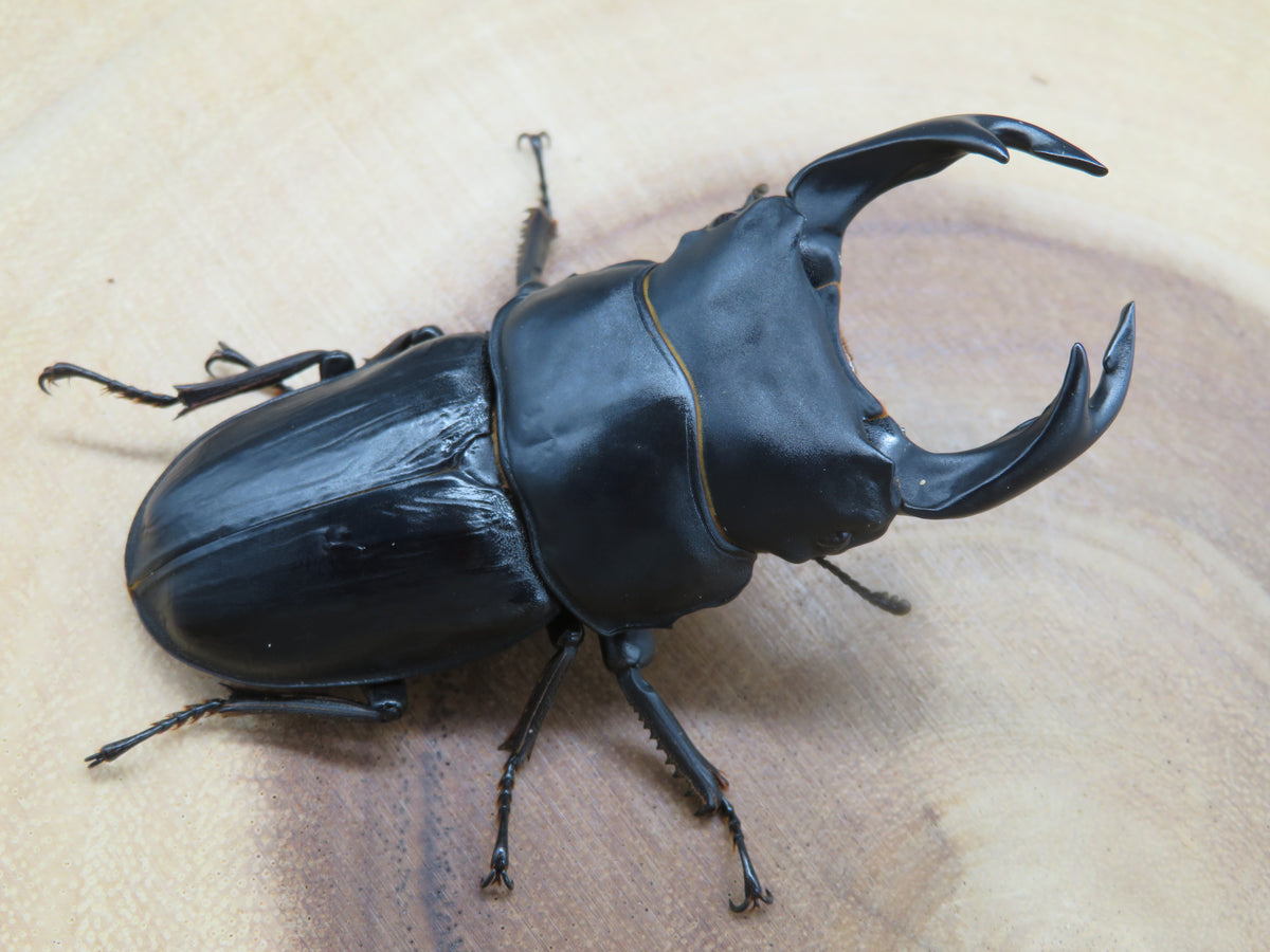 国産オオクワガタ ♂単品 能勢YG – HAWAIIAN BEETLE 国産オオクワガタ ♂単品 能勢YG – HAWAIIAN BEETLE