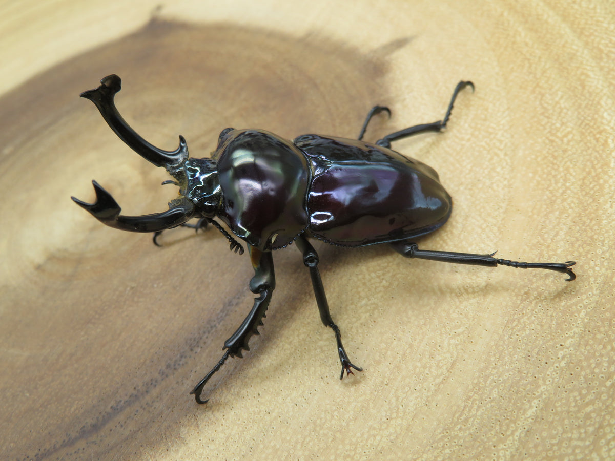 ニジイロクワガタ 強光沢 ピカール系 紫紺 – HAWAIIAN BEETLE