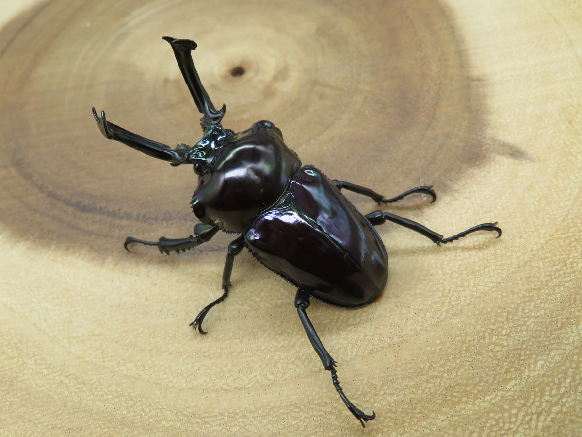 ニジイロクワガタ 強光沢 ピカール系 紫紺 – HAWAIIAN BEETLE