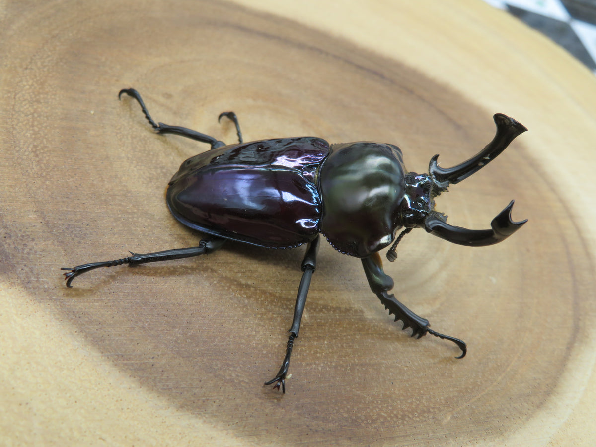 ニジイロクワガタ 強光沢 ピカール系 紫紺 – HAWAIIAN BEETLE