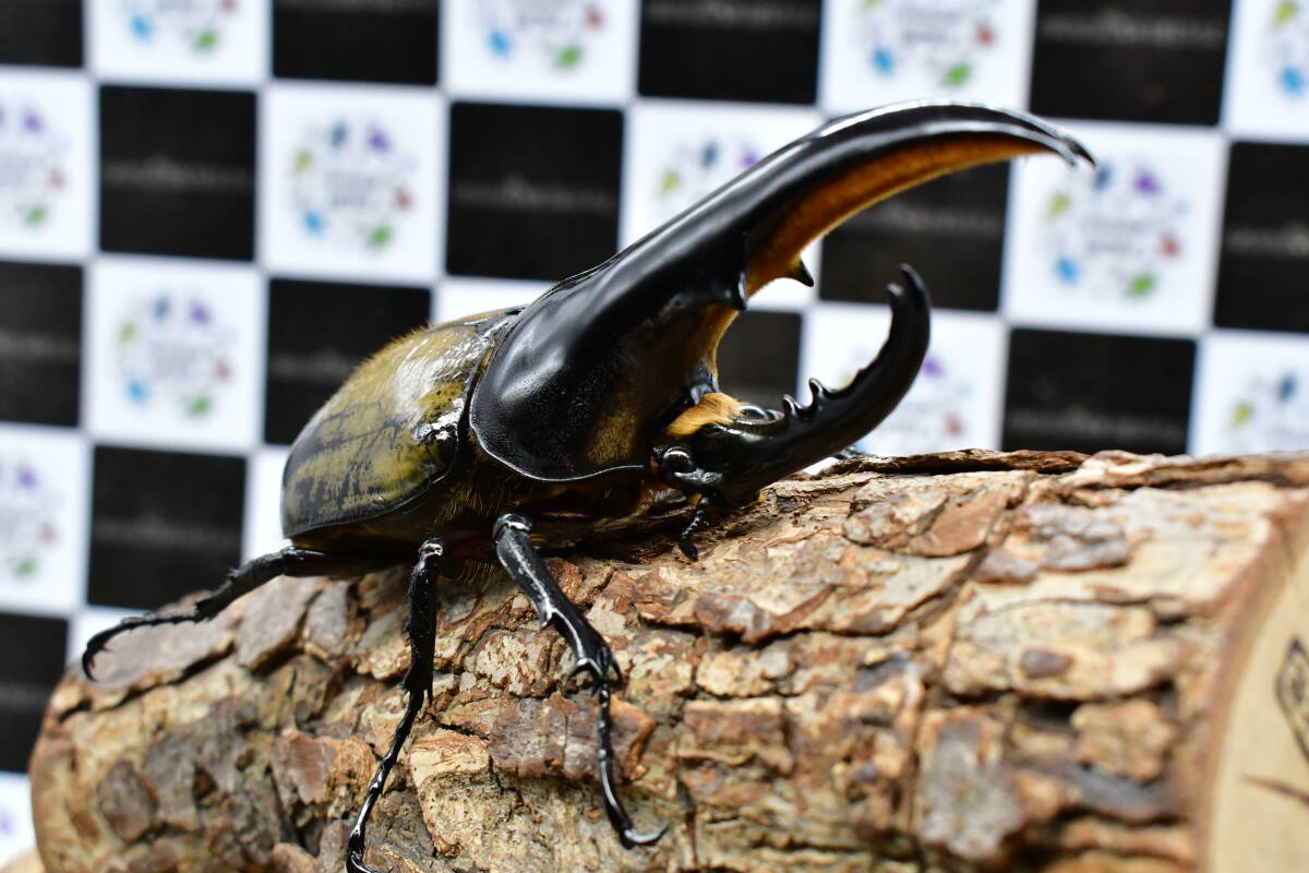 ヘラクレスオオカブト_ヘラクレス ヘラクレス 極太極短系統 – HAWAIIAN BEETLE