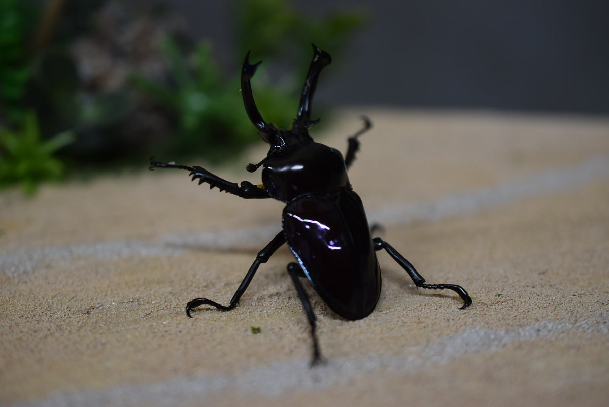 ニジイロクワガタ 弱光沢ピカール系 パープル – HAWAIIAN BEETLE