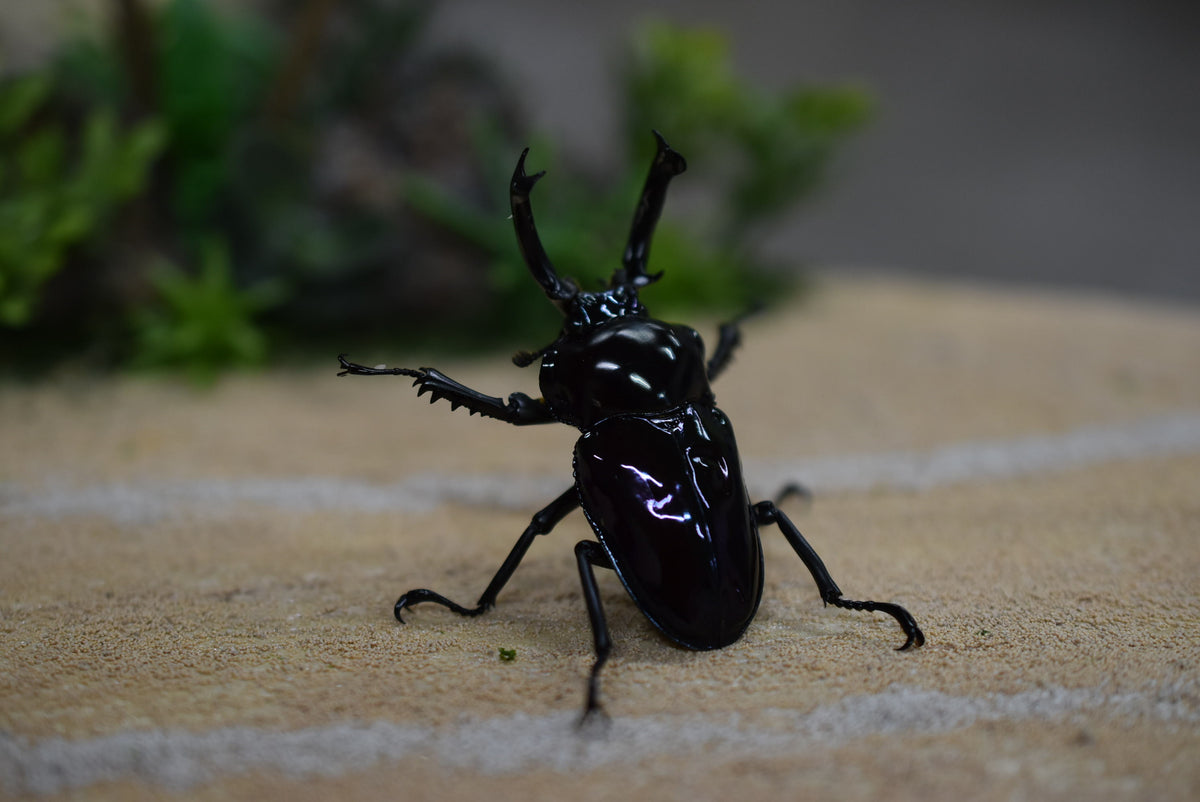 ニジイロクワガタ 弱光沢ピカール系 パープル – HAWAIIAN BEETLE