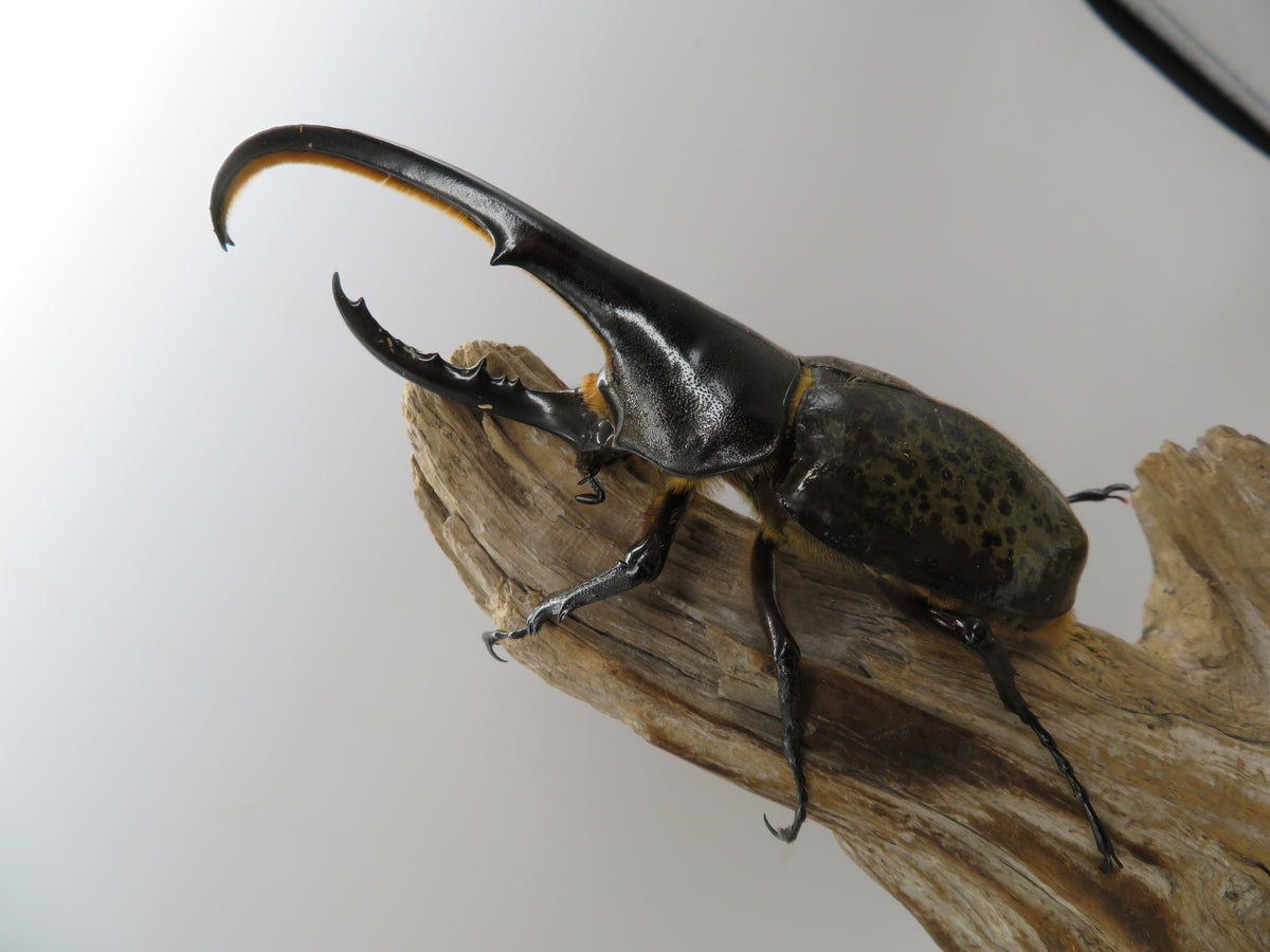 昆虫標本 ヘラクレスヘラクレス ヘラクレスオオカブト 美形 大型 - 虫 