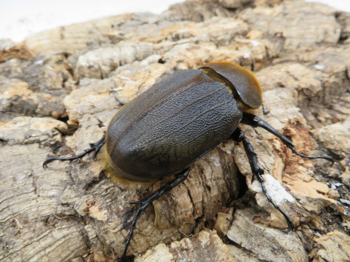 ヘラクレスオオカブト_ヘラクレス ヘラクレス – HAWAIIAN BEETLE