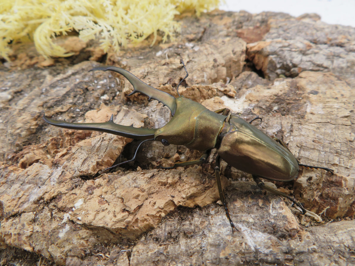 メタリフェルホソアカクワガタ ペア – HAWAIIAN BEETLE