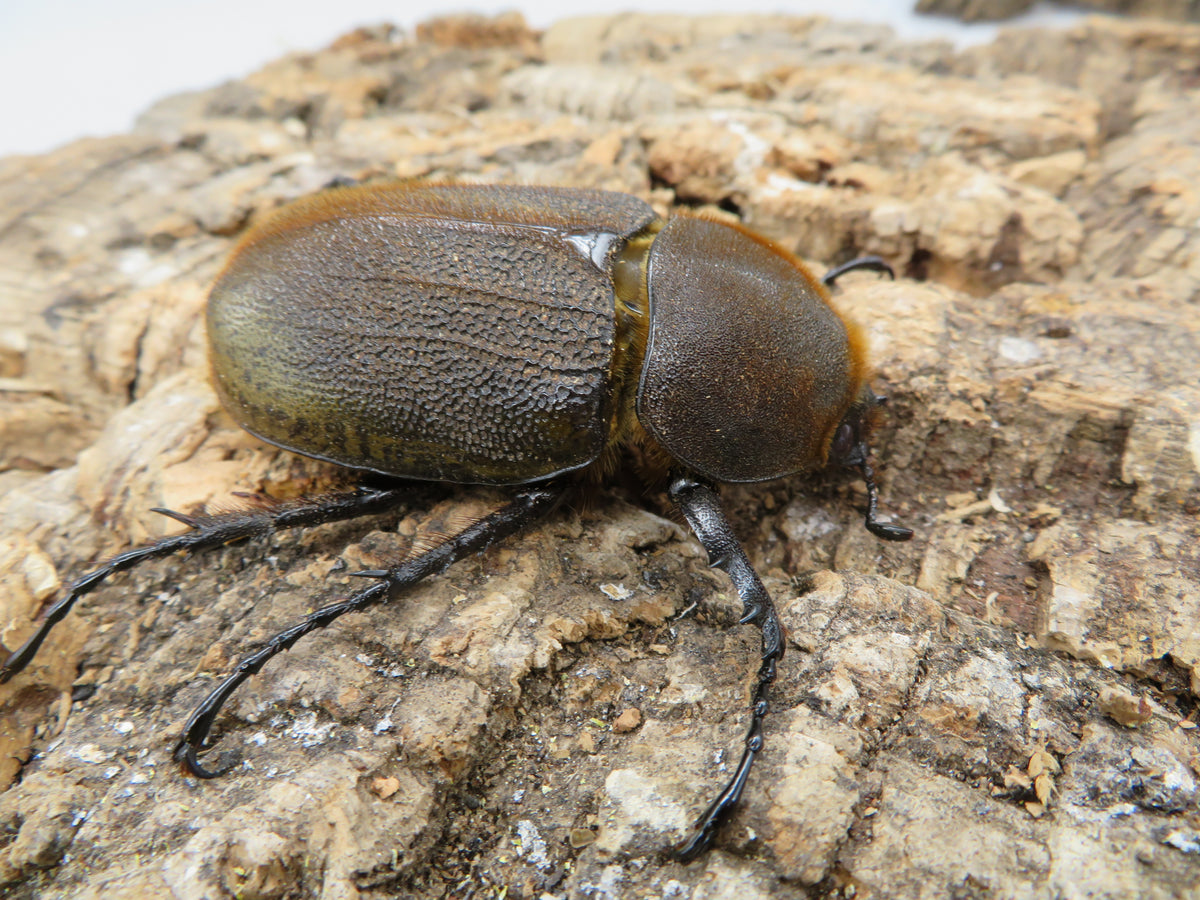 ヘラクレスオオカブト_ヘラクレス ヘラクレス – HAWAIIAN BEETLE