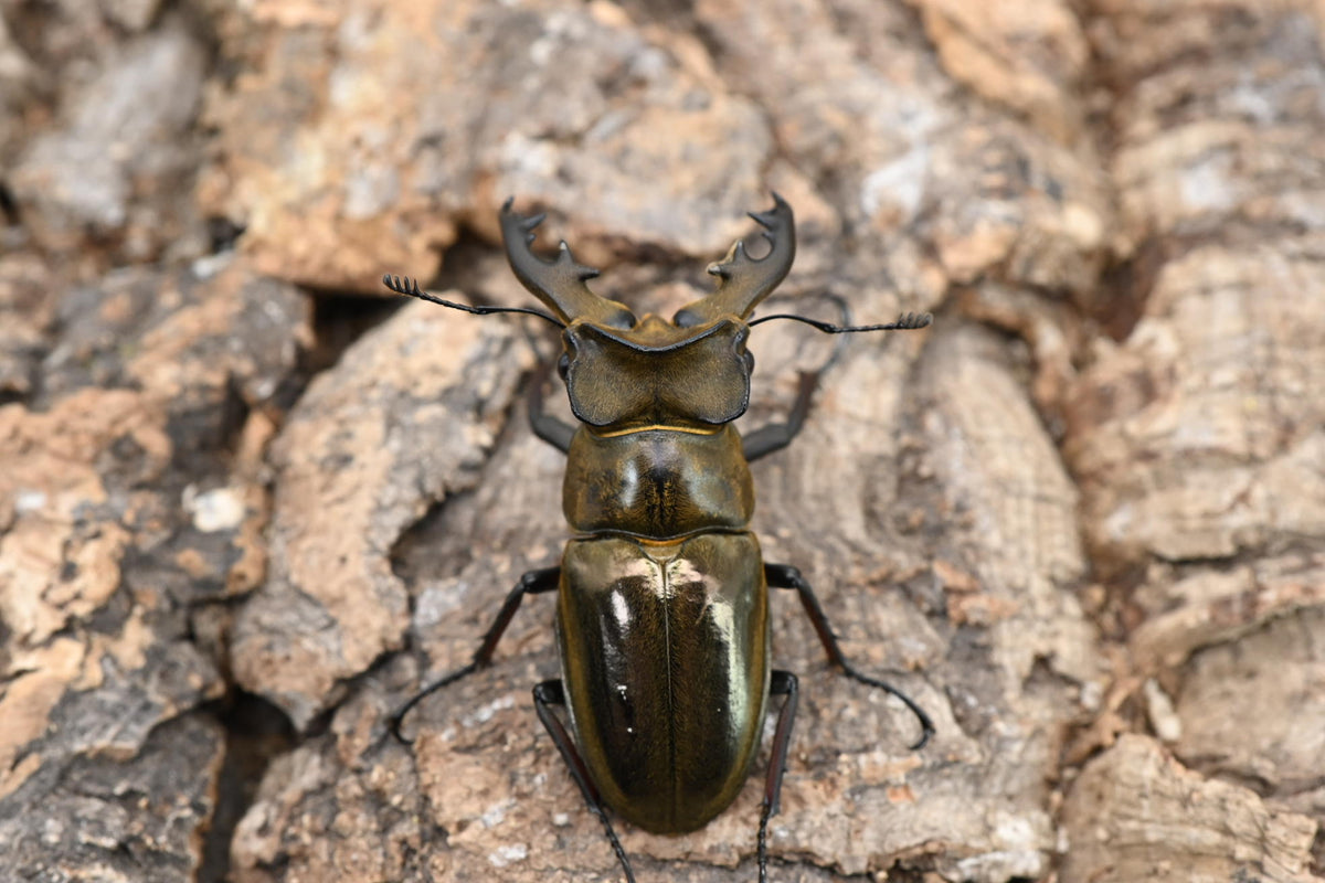 ウェムケンミヤマクワガタ ペア – HAWAIIAN BEETLE