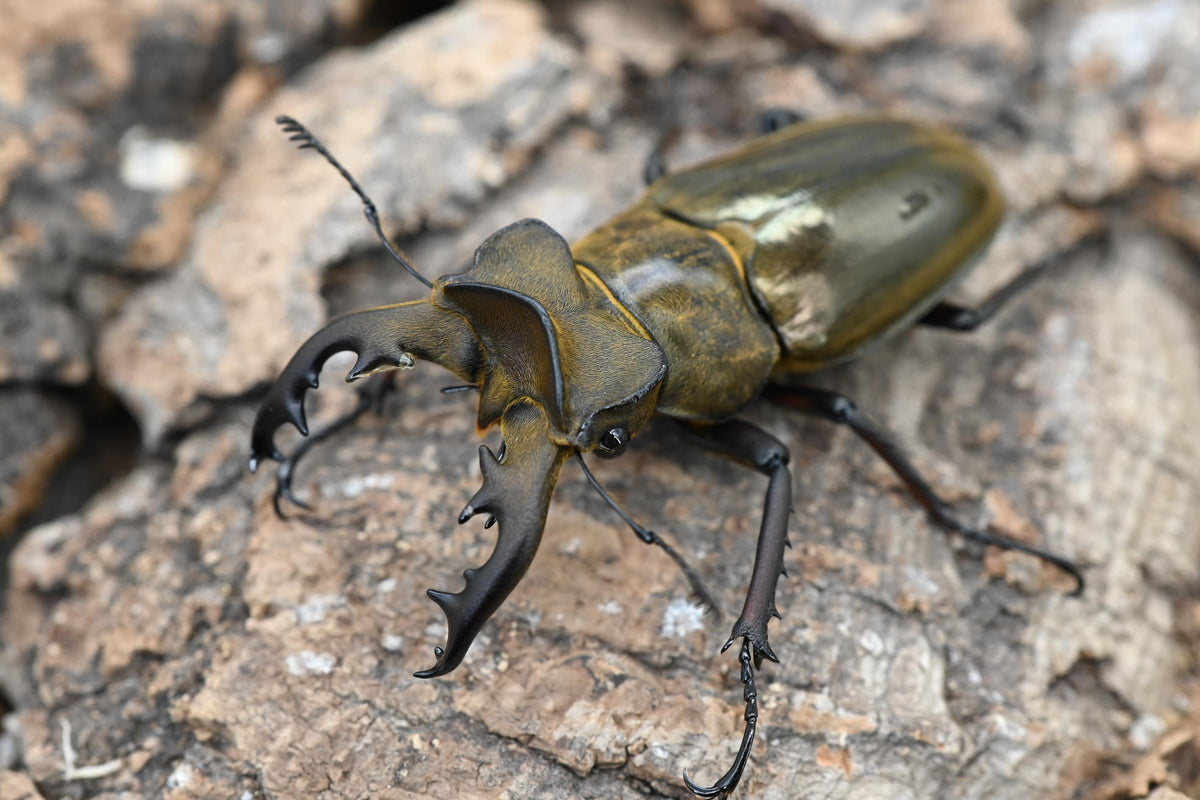 ウェムケンミヤマクワガタ ペア – HAWAIIAN BEETLE