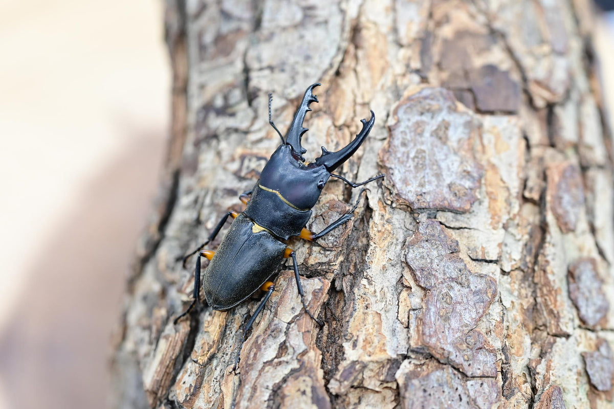 フェモラトゥスホソクワガタ ペア No.8 – HAWAIIAN BEETLE