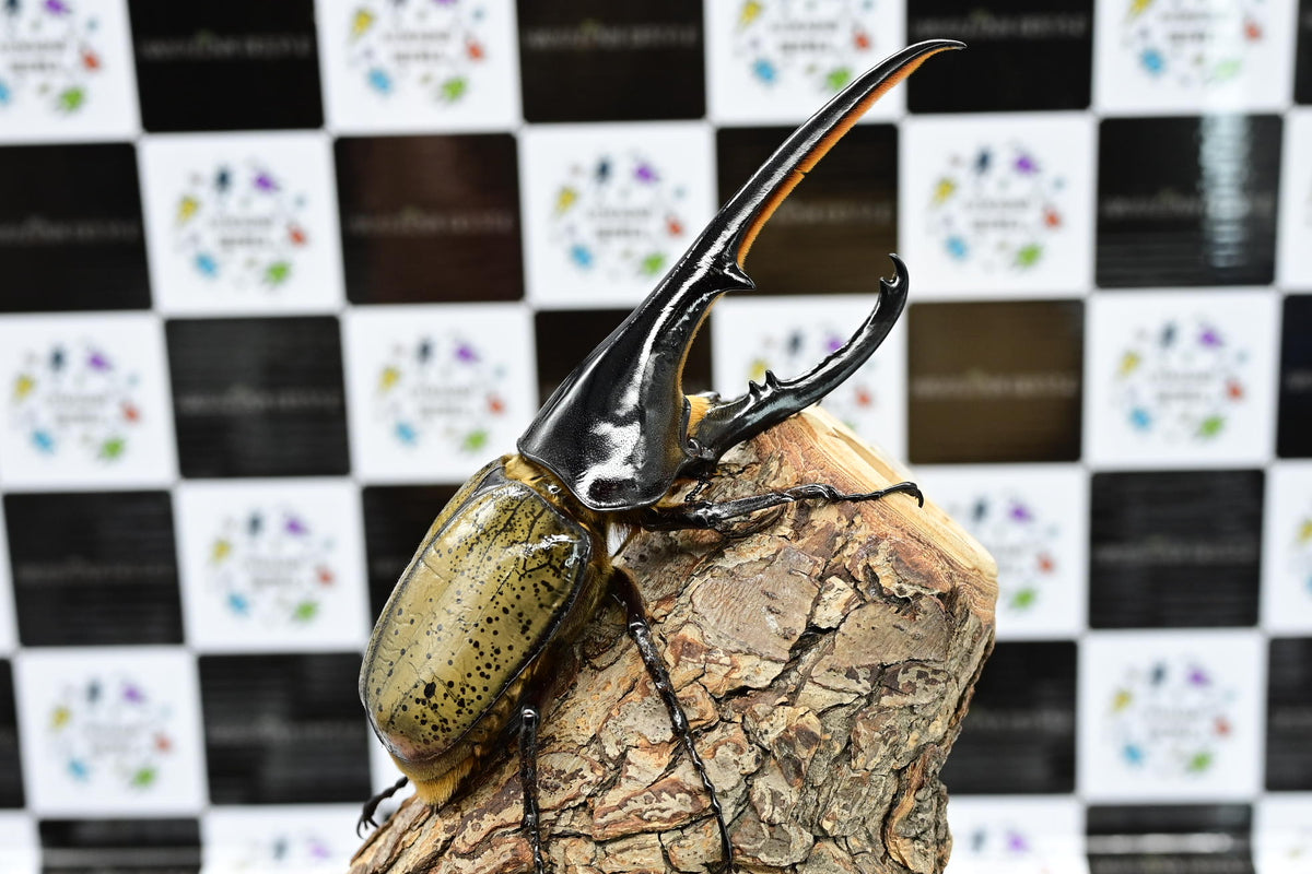 ヘラクレスオオカブト_ヘラクレス ヘラクレス – HAWAIIAN BEETLE