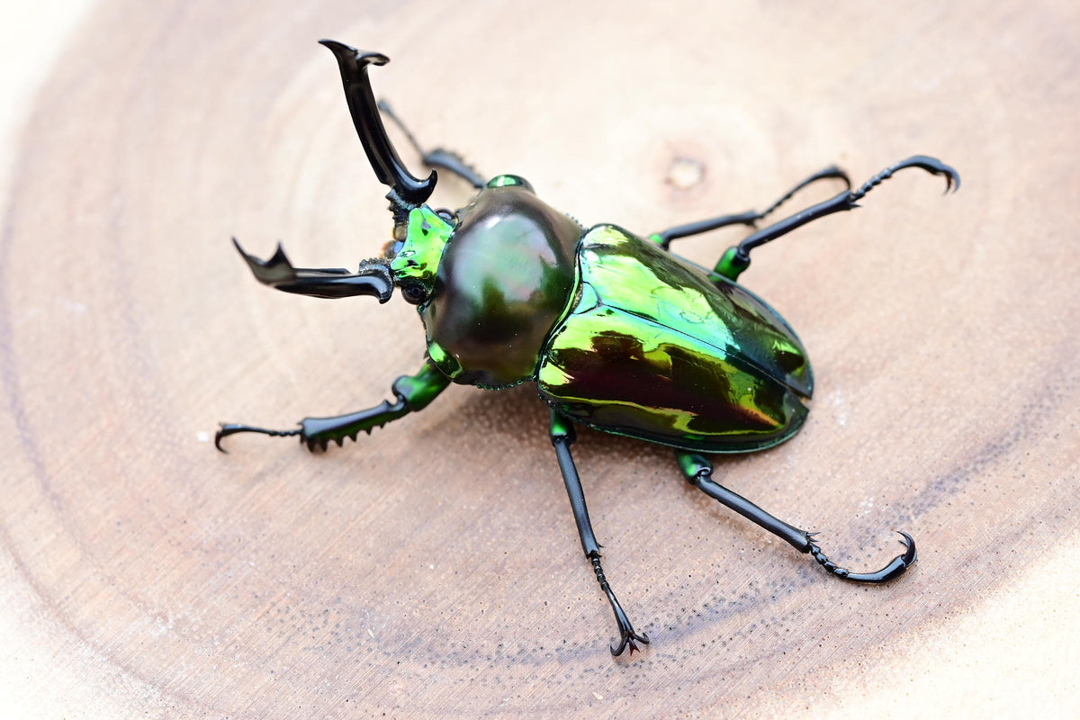 ニジイロクワガタ 弱光沢ピカール系 – HAWAIIAN BEETLE