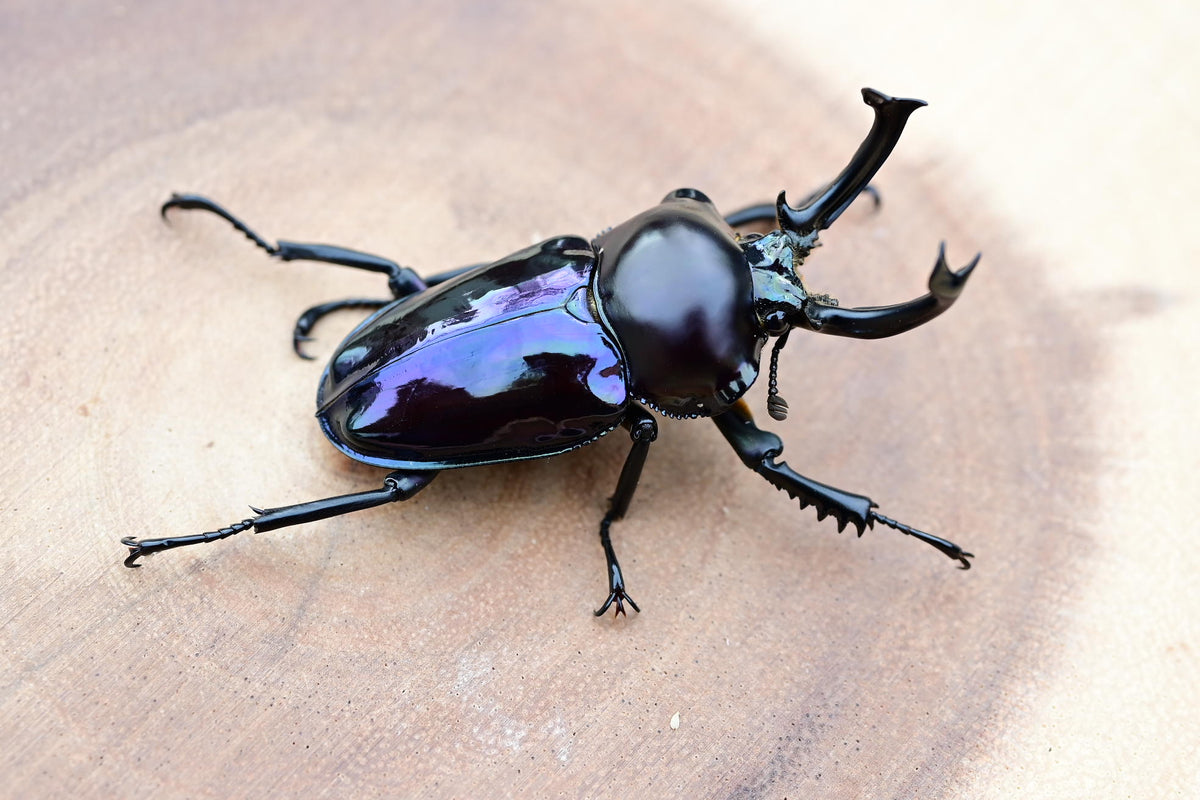 ニジイロクワガタ 紫紺系 – HAWAIIAN BEETLE