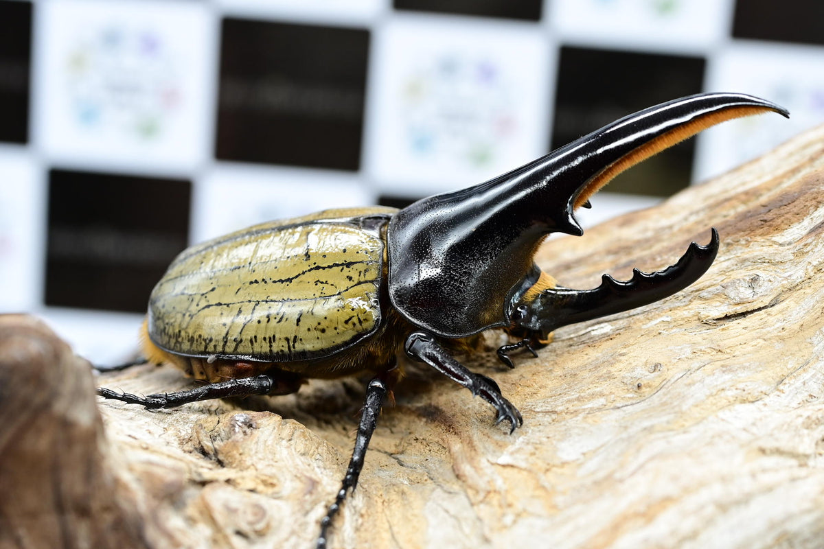 ヘラクレスオオカブト_ヘラクレス ヘラクレス 極太極短系統 ペア – HAWAIIAN BEETLE