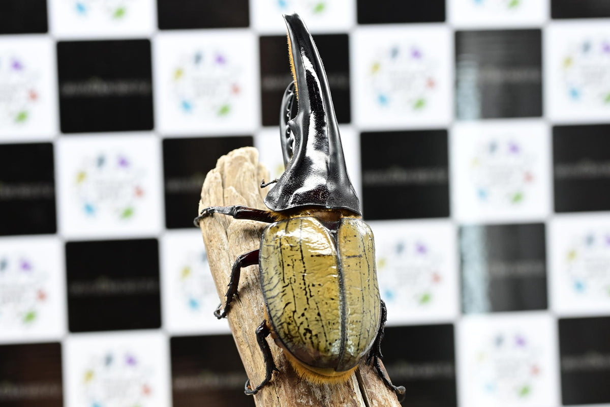 ⭐️⭐️ヘラクレス２亜種♂標本⭐️⭐️ Amazon.co.jp: ヘラクレスオオカブト 標本 2 : おもちゃ