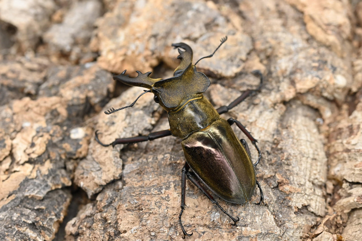 ウェムケンミヤマクワガタ ♂2 ♀1 No.1 – HAWAIIAN BEETLE