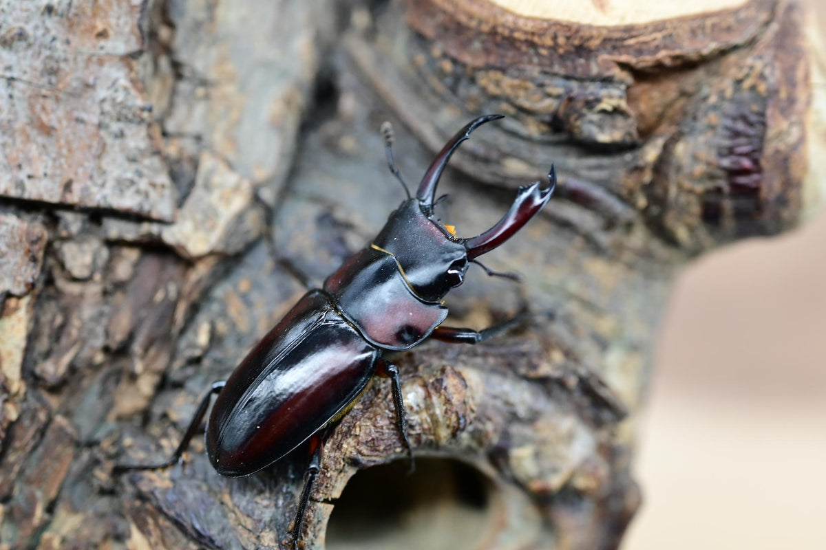 WILD モーレンカンプコクワガタ 2ペアセット No.1 – HAWAIIAN BEETLE