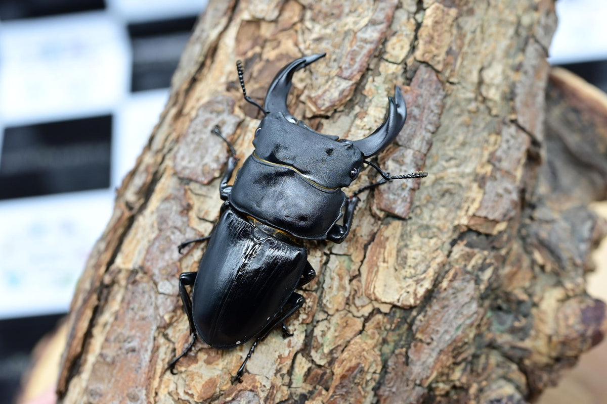 ホペイオオクワガタ ♂単品 – HAWAIIAN BEETLE