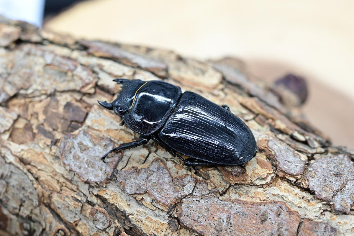 ホペイオオクワガタ ♀単品 – HAWAIIAN BEETLE