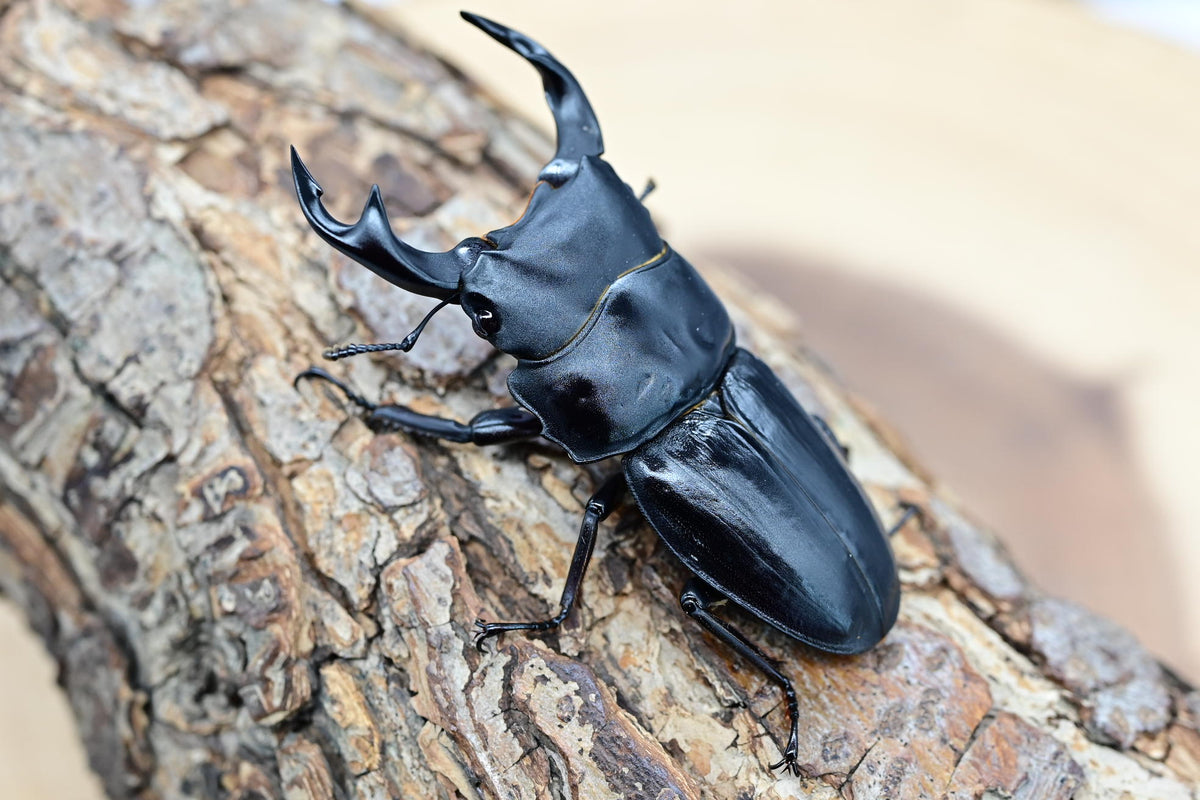 国産オオクワガタ ♂単品 – HAWAIIAN BEETLE